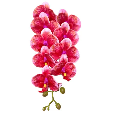 HS002 Phal#11 Rose dég bord clair blc