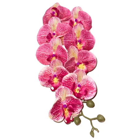 HS002 Phal#8 Blanc strié mve rose