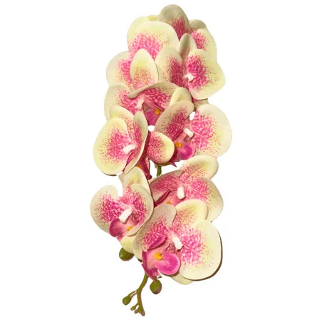 C1 Phal 1Tige #6 Jaune Tache rose