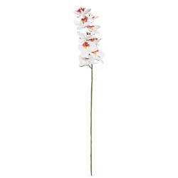 C1 Phal 1Tige #1 blanc coeur rouge