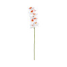 Orchidée Phalaenopsis blanc cœur rouge-jaune 9 fleurs