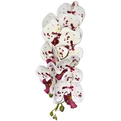 C1 Phal 1Tige #3 Blanc tache violet