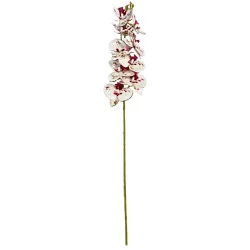 C1 Phal 1Tige #3 Blanc tache violet