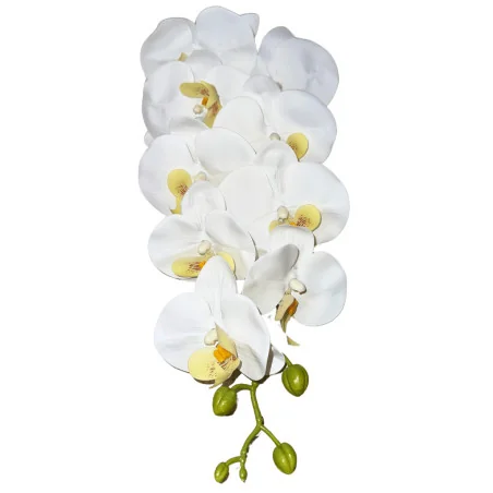 HS002 Phal#5 Blanc coeur jaune