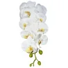 HS002 Phal#5 Blanc coeur jaune