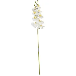 HS002 Phal#5 Blanc coeur jaune