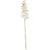 HS002 Phal#5 Blanc coeur jaune