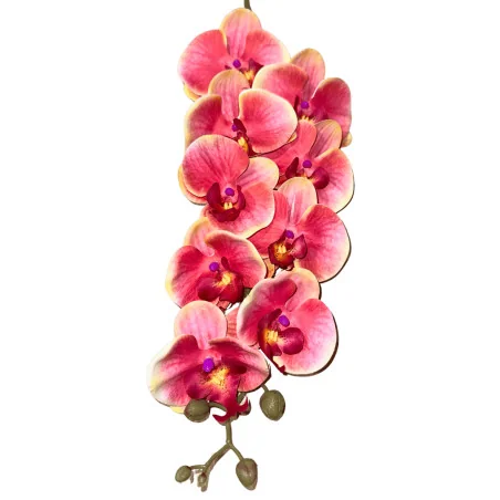 HS002 Phal#7 Rose dég bd clair blc