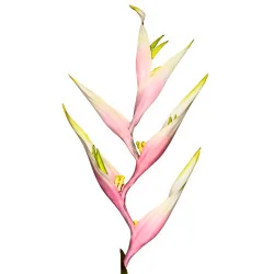 A12 Oiseau Paradis Arti Rose Blanc