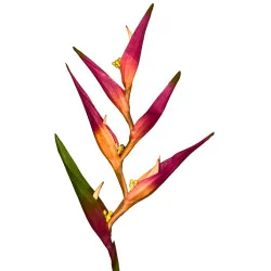 A12 Oiseau Paradis Arti Saumon