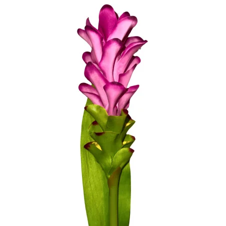 A9 Fleur de Broméliacée Rose