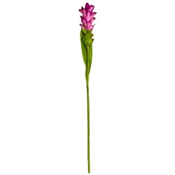 A9 Fleur de Broméliacée Rose
