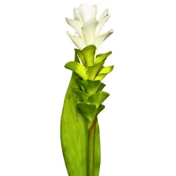 A9 Fleur de Broméliacée Blanc