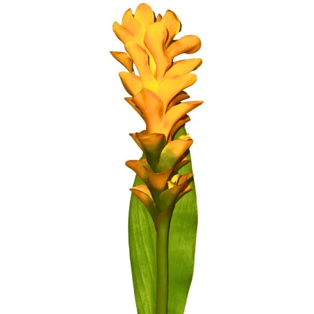 A9 Fleur de Broméliacée Orange