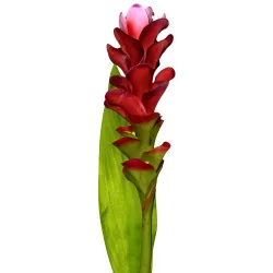 A9 Fleur de Broméliacée Rouge