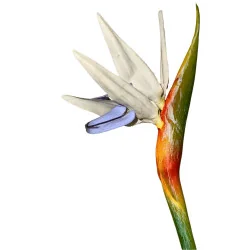 A10 Oiseau Paradis Hawaiien Blanc