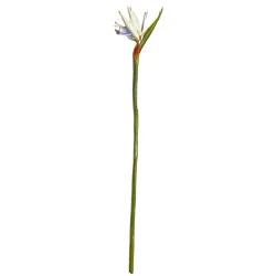 A10 Oiseau Paradis Hawaiien Blanc