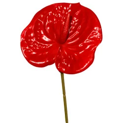 Tige Anthurium Arti Rouge