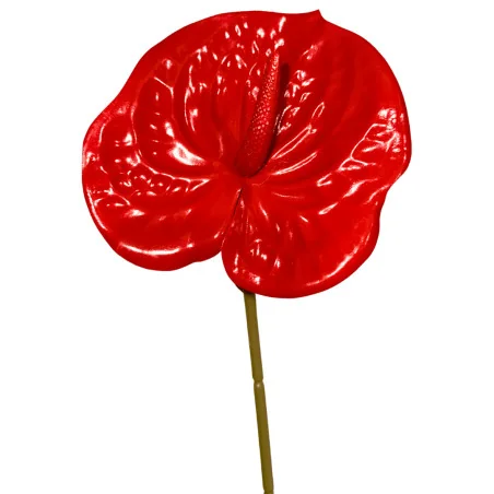 Tige Anthurium Arti Rouge