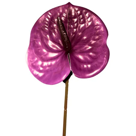 Anthurium artificiel sur tige – Violet nacré