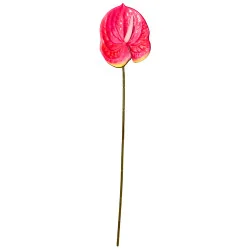 Tige Anthurium Arti Rose