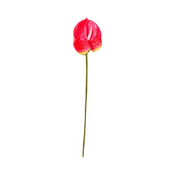 Tige d’Anthurium Artificiel – Rose