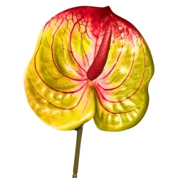 Tige Anthurium Arti Vert Strié Rouge