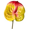 Tige Anthurium Arti Vert Strié Rouge