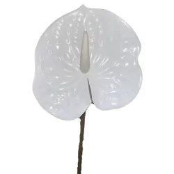 Tige Anthurium Arti Blanc