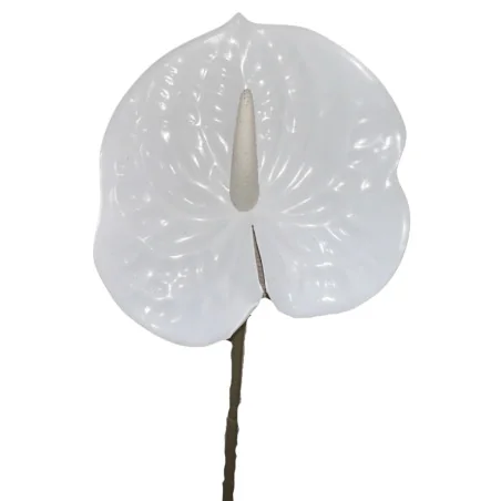 Tige Anthurium Arti Blanc