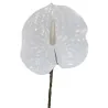 Tige Anthurium Arti Blanc