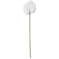 Tige Anthurium Arti Blanc