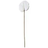 Tige Anthurium Arti Blanc
