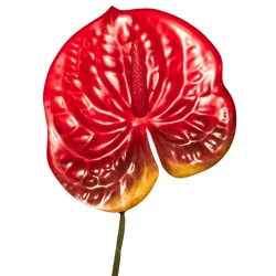 Tige Anthurium Arti Rouge taché marron