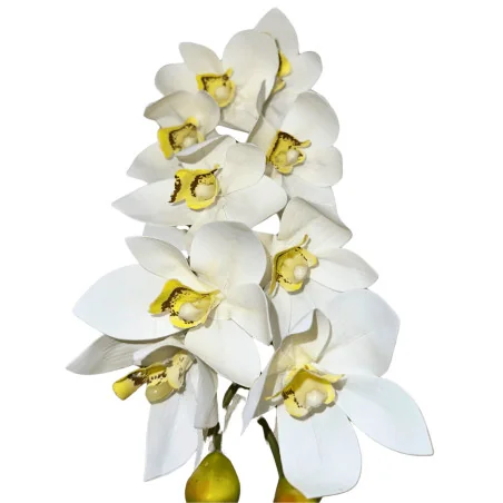 C2 Cymbidium #2 (Blc coeur Jaune)