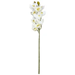 C2 Cymbidium #2 (Blc coeur Jaune)