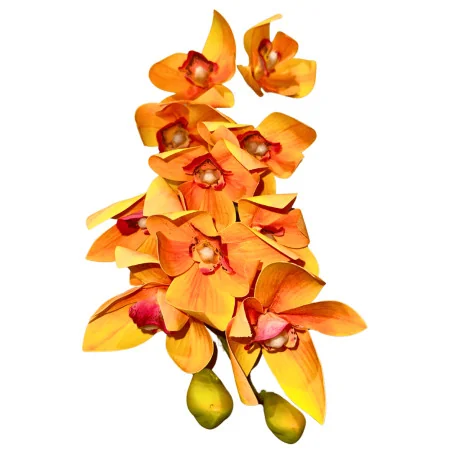 C2 Cymbidium #5 (Orange)