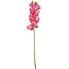 C2 Cymbidium #4 (Rose foncé)