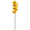 C2 Cymbidium #7 (Jaune Coeur rouge)