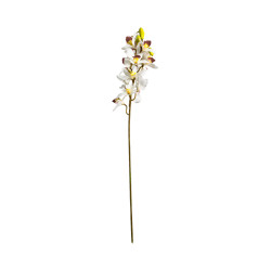 Cymbidium Blanc Cœur Marron