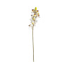 Cymbidium Blanc Cœur Marron