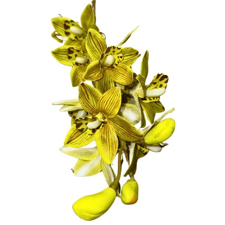 HS006 - Cymb vert Anis strié marron