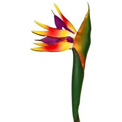 PBF3 - Oiseau Paradis Hw TBA697-2