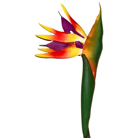 PBF3 - Oiseau Paradis Hw TBA697-2