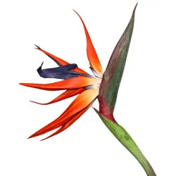 PBF1 - Oiseau Paradis Hw TBA697-5PBF1 - Oiseau Paradis Hw TBA697-5