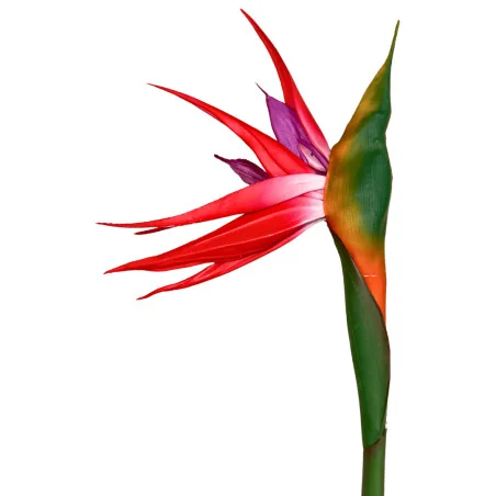 PBF4 - Oiseau Paradis Hw TBA697-3