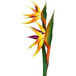 PBF8 - Oiseau Paradis Double TBA697-6