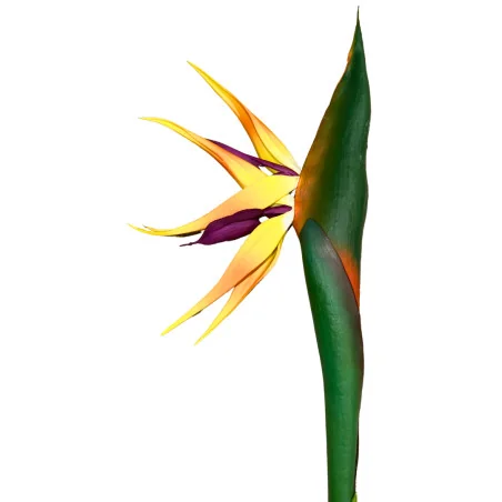 PBF7 - Oiseau Paradis Hw TBA697-1