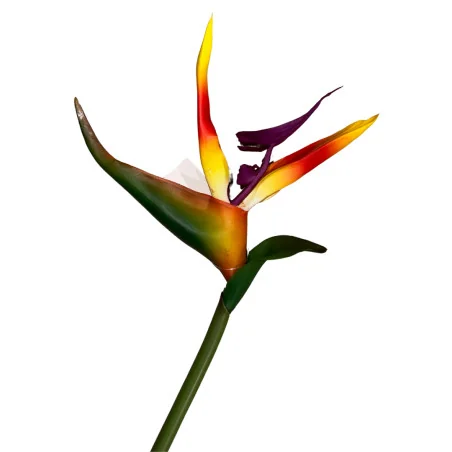 PBF6 - Oiseau Paradis Hw TBA697-4