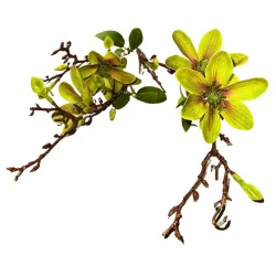 Fleurs arti B5 a